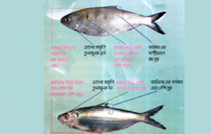 sardin fish